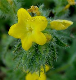  Flower-Long Styled-PIN Form